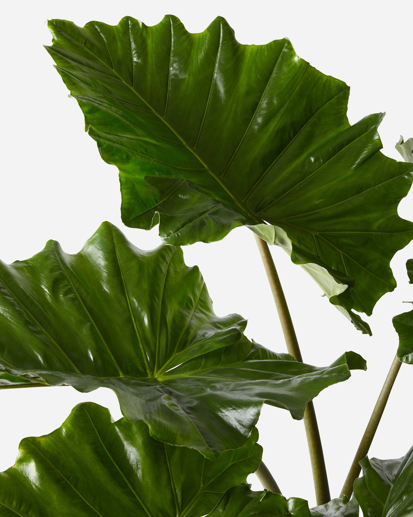elephant ear plant outdoor uk Elephant Ear