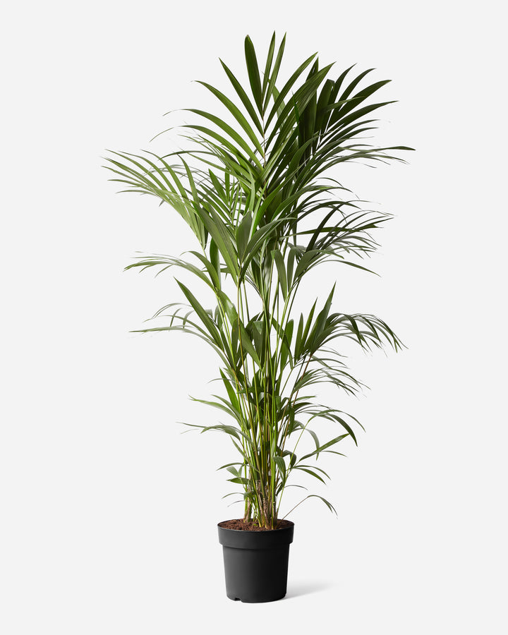 Kentia Palm