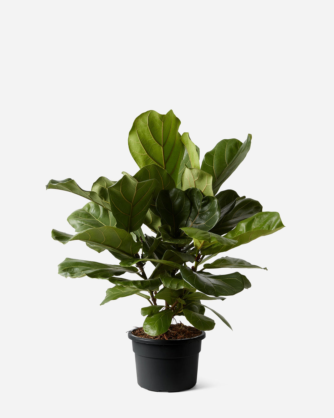Potted fiddle leaf fig plant on a white background