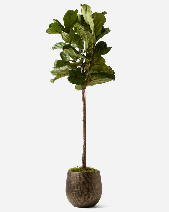 Fig Tree Planted Gift