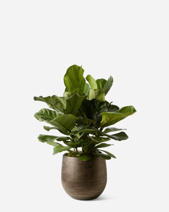 Potted plant with large green leaves on a white background