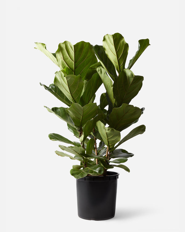 Fiddle-Leaf Fig Bush