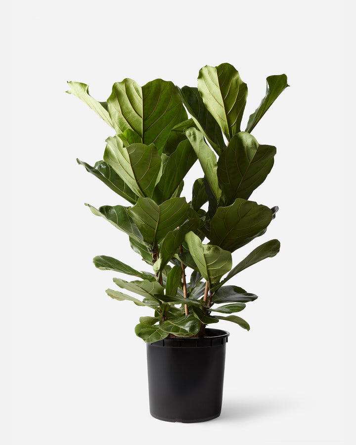 Fiddle-Leaf Fig Bush