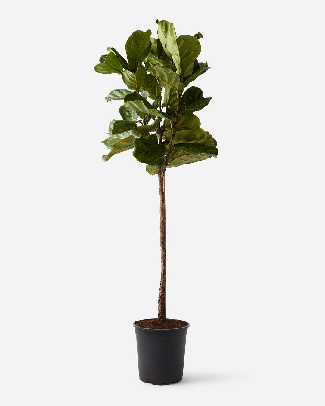 tall skinny fiddle leaf fig Thin Stem Fiddle-Leaf Fig Tree