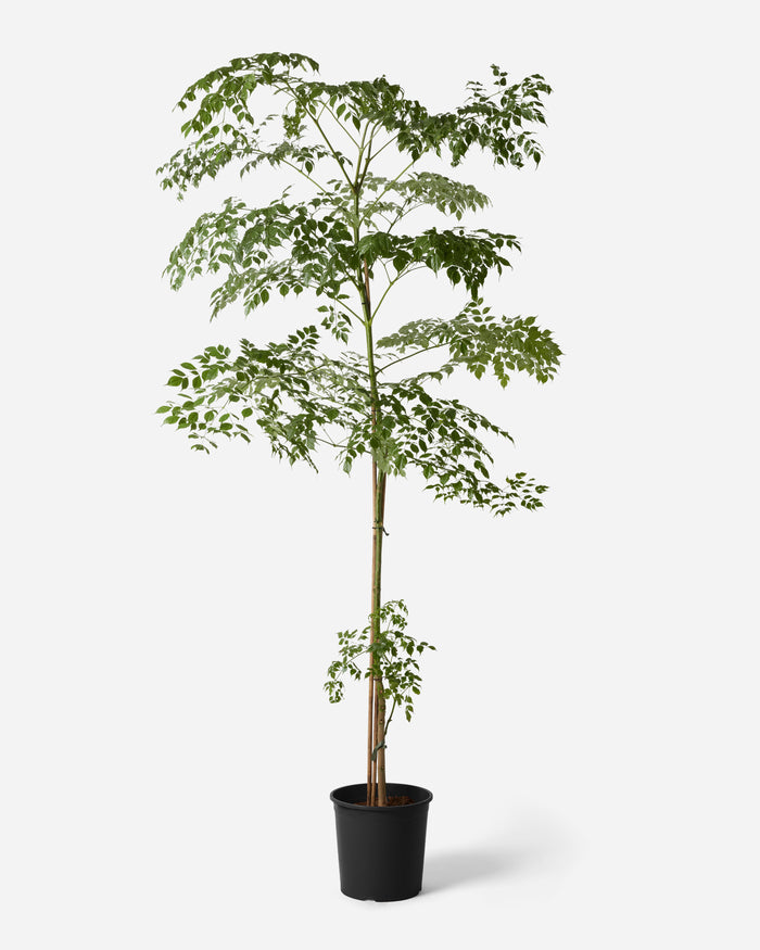 Golden Jasmine Tree