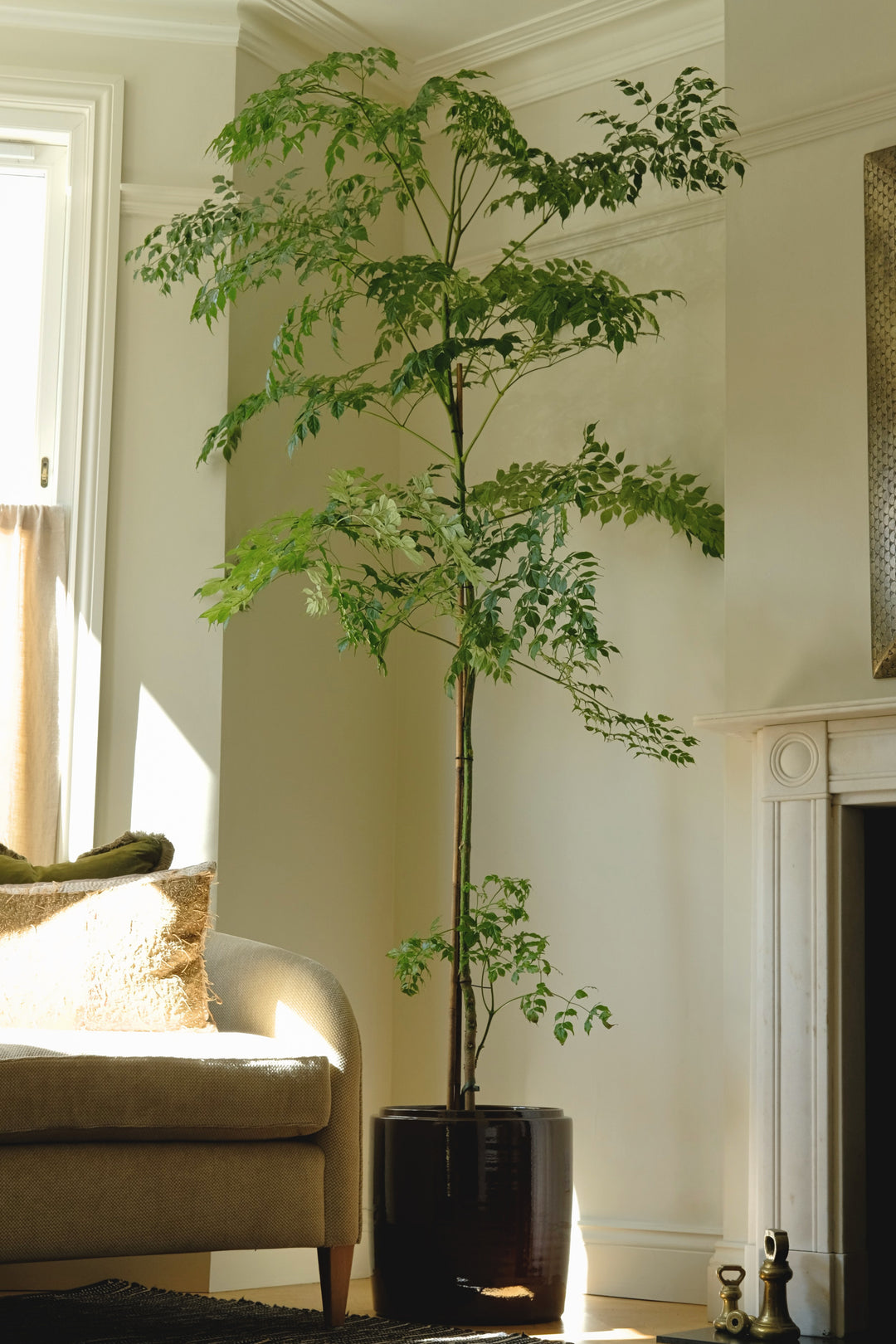 jasmine indoor plant uk Golden Jasmine Tree | Limited Release