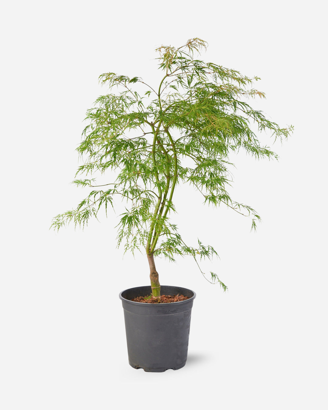 Green Japanese Maple