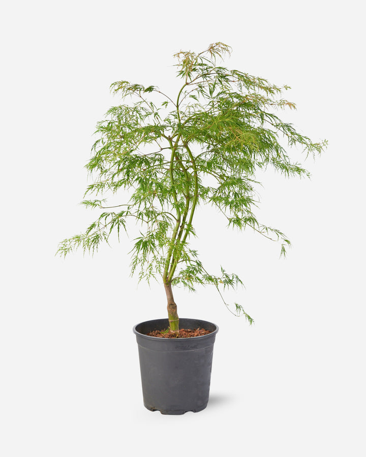 Green Japanese Maple