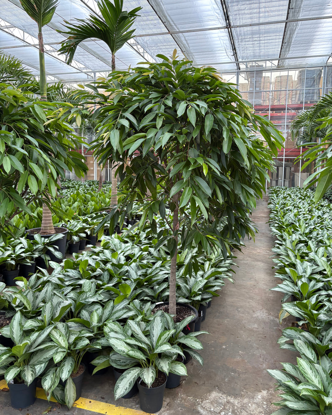 Potted plants in a greenhouse setting