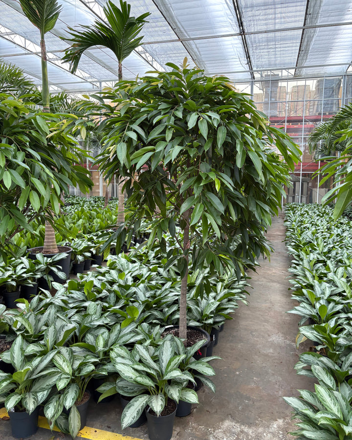 Amstel King Fig Tree