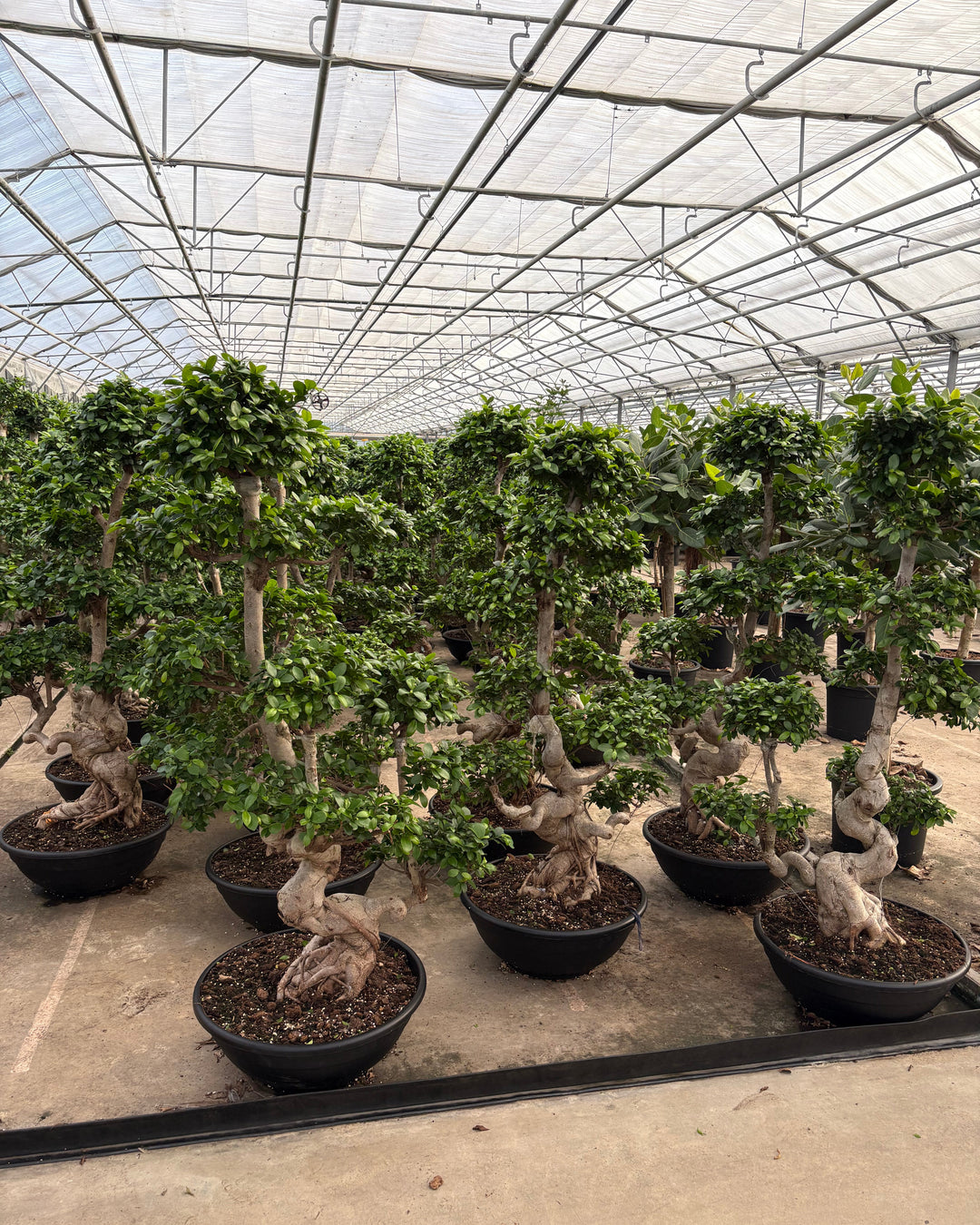 Potted plants arranged on a concrete floor with a large glass ceiling structure in the background.