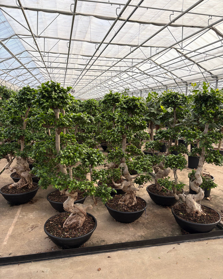 Potted plants arranged on a concrete floor with a large glass ceiling structure in the background.