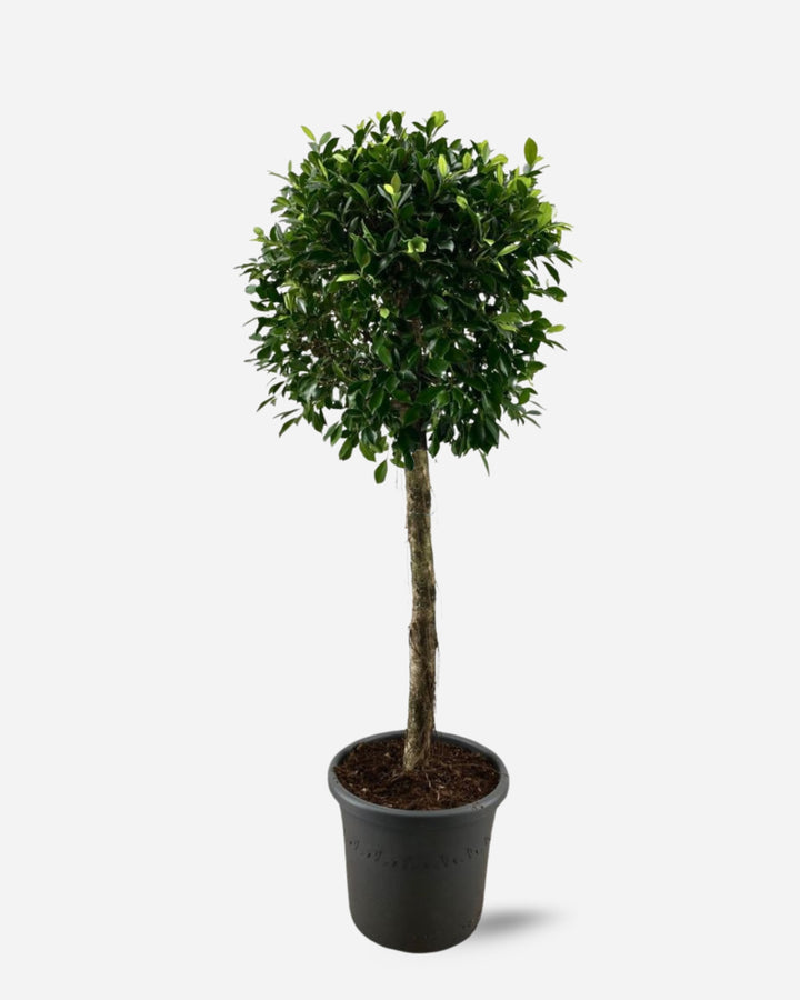 Indian Laurel Tree