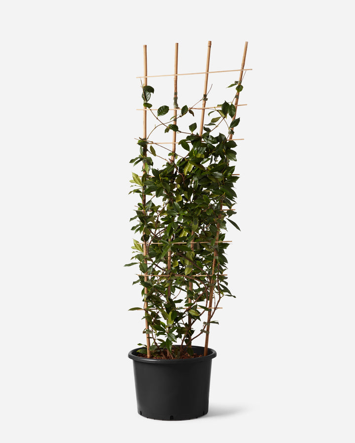 Star Jasmine Trellis