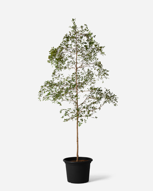 Black Olive Tree