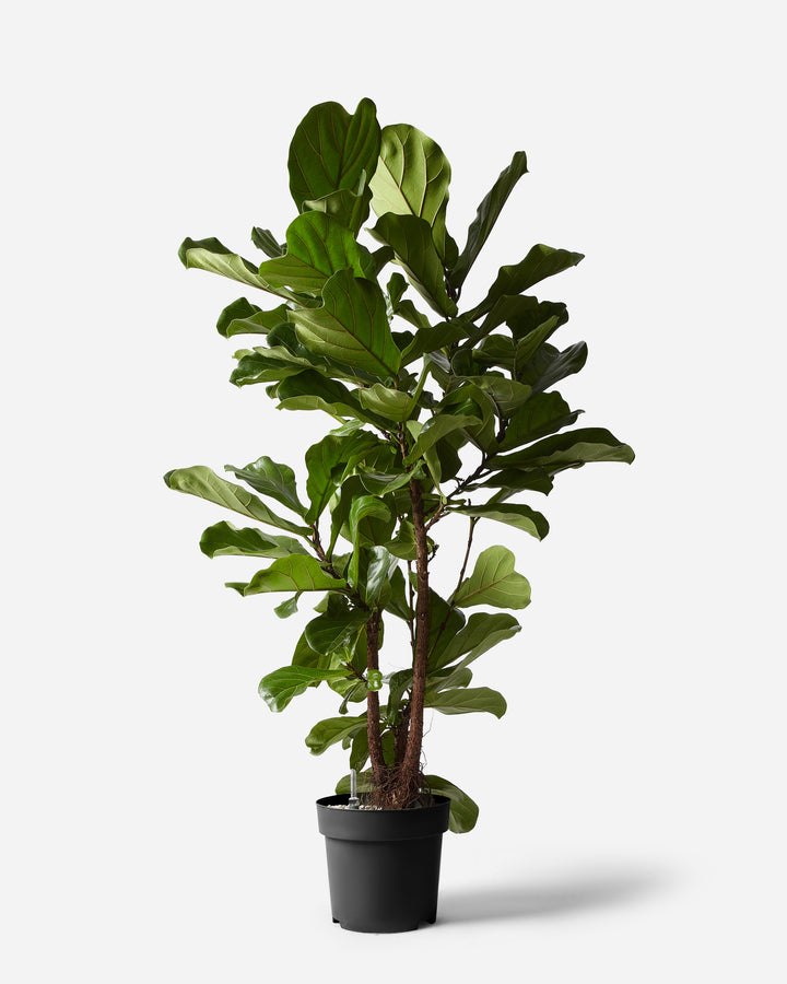 Branched Fiddle-Leaf Fig Tree