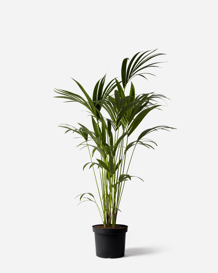 Kentia Palm