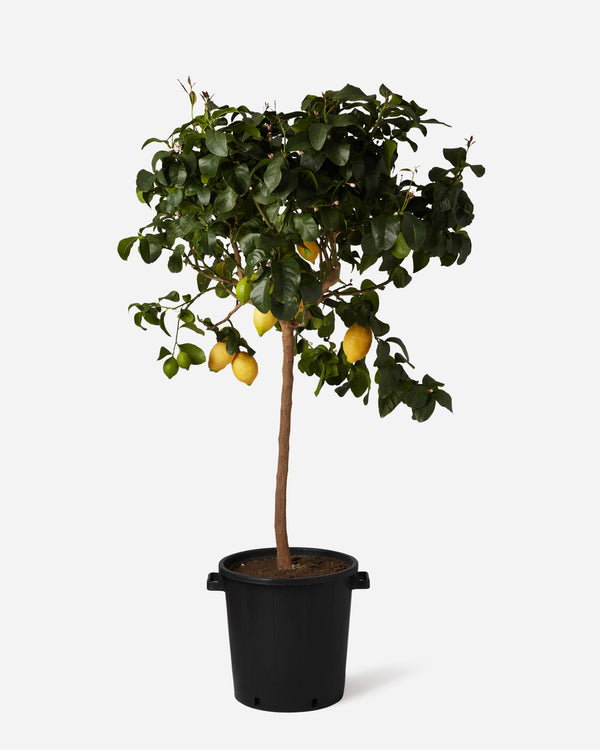 Lemon Tree
