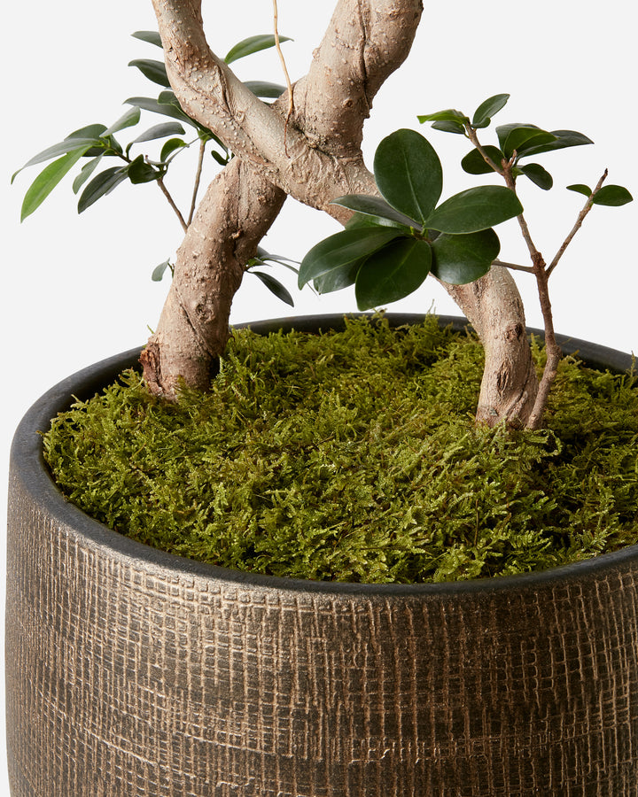 Gold Weave Planter