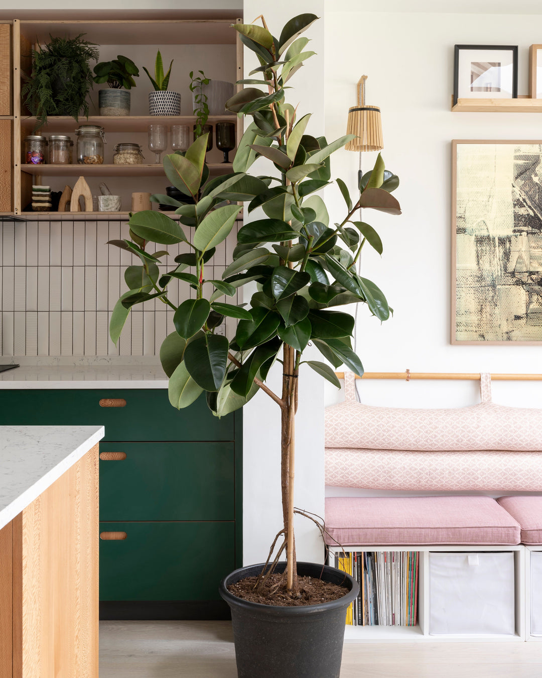 Potted plant in a modern kitchen with green cabinets and a pink sofa.