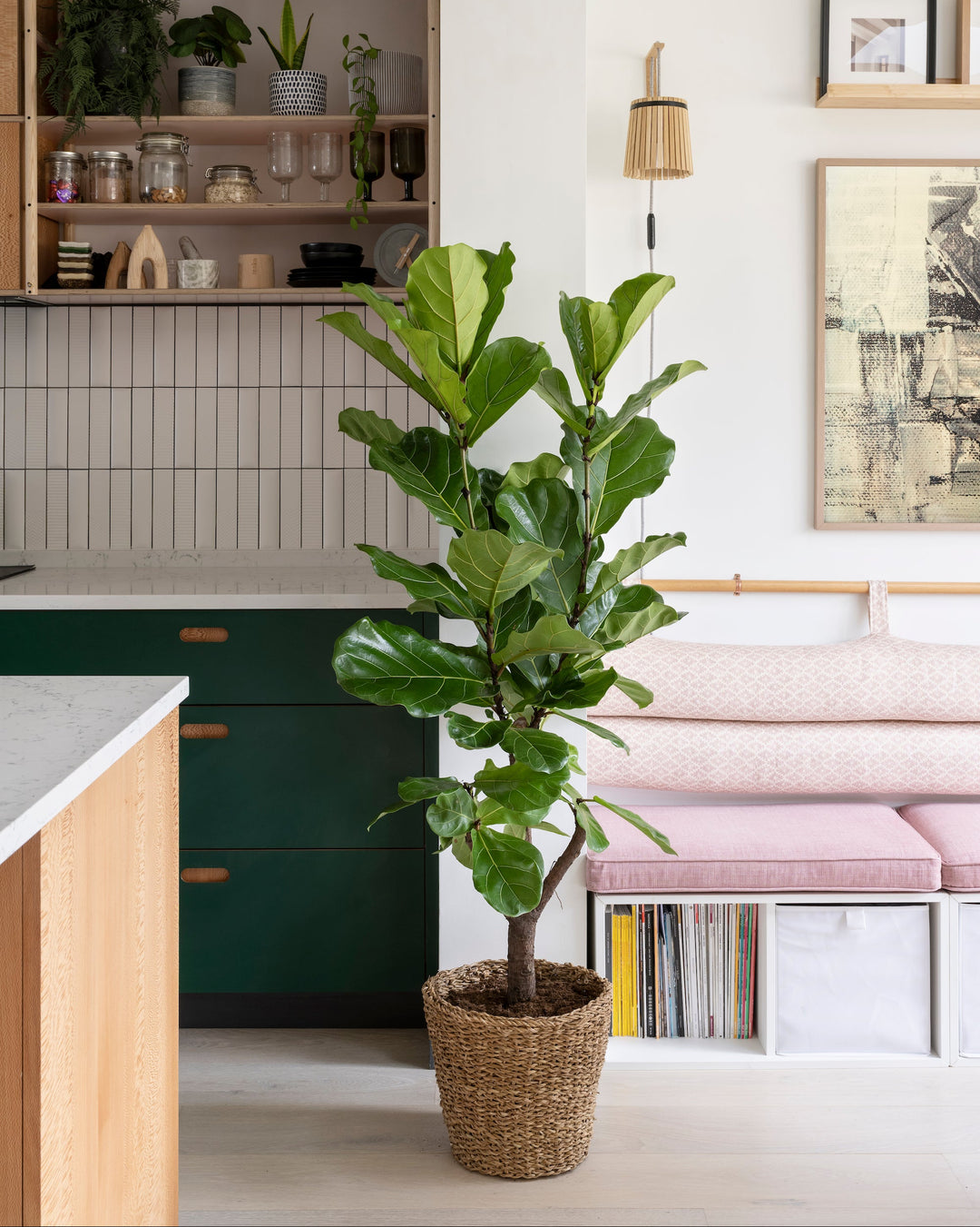 fiddle leaf fig tree with basket Branched Fiddle-Leaf Fig Tree