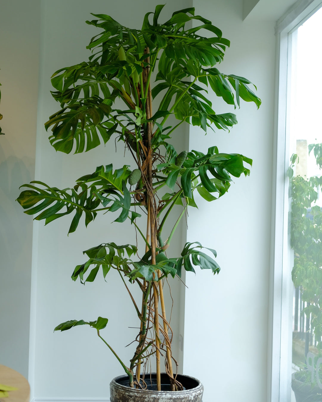Tall Monstera deliciosa, one-off specimen at 230-250cm on a moss pole — Plant Drop
