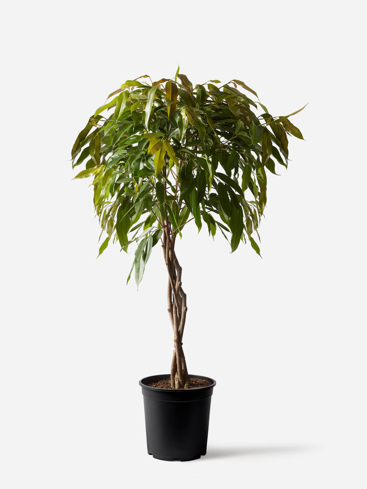 Amstel King Fig Tree