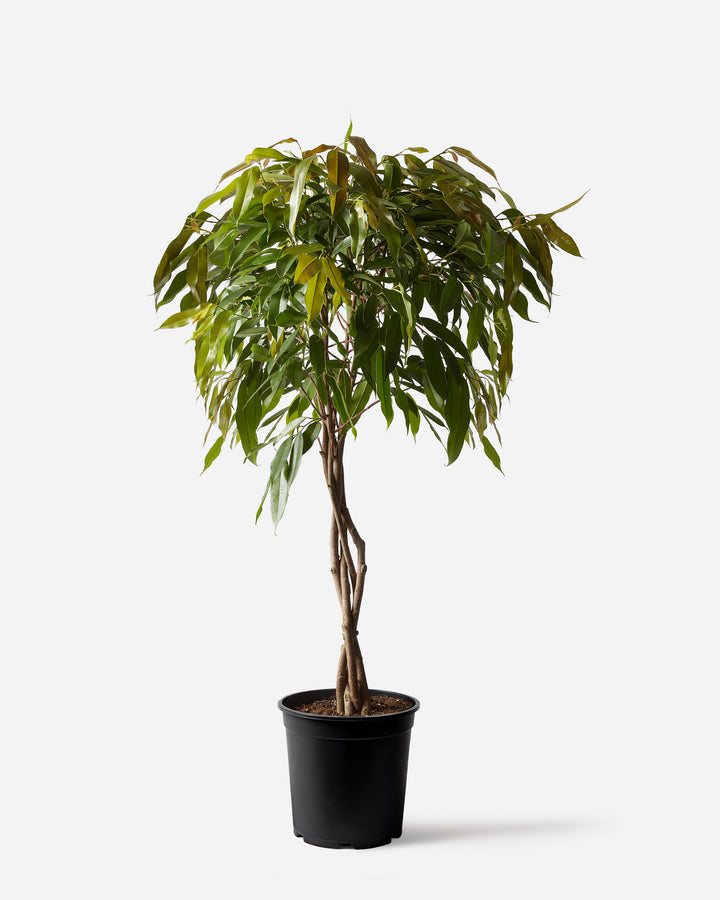 Amstel King Fig Tree