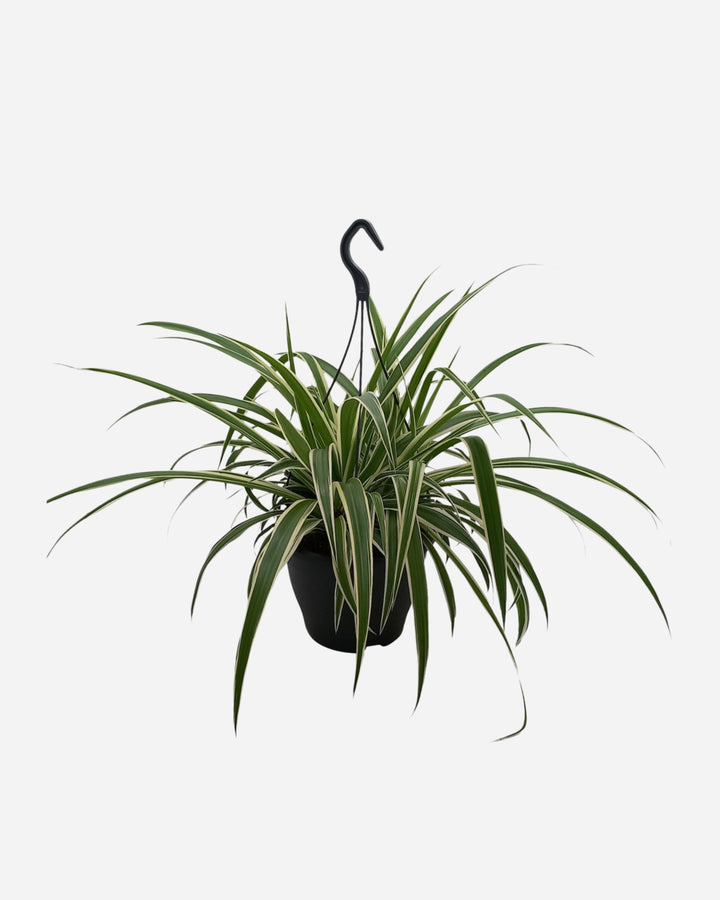 Spider Plant
