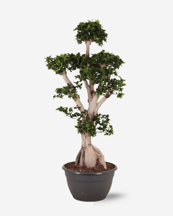 Branched Bonsai