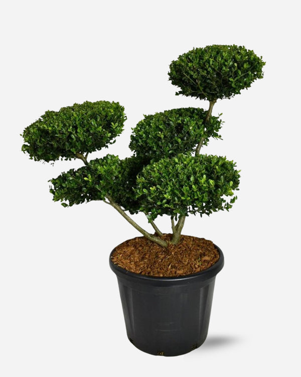 Cloud Pruned Tree