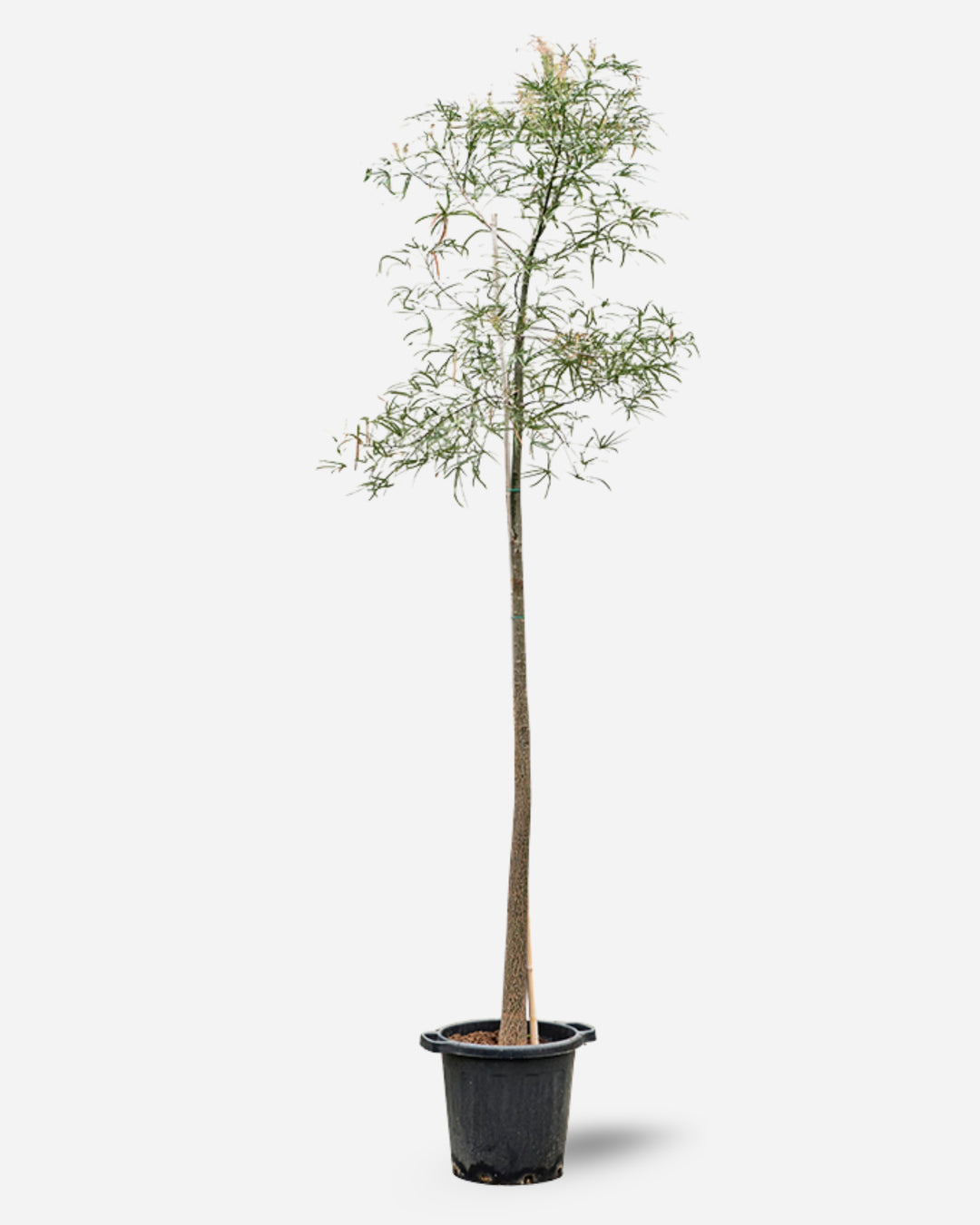 Queensland Bottle Tree