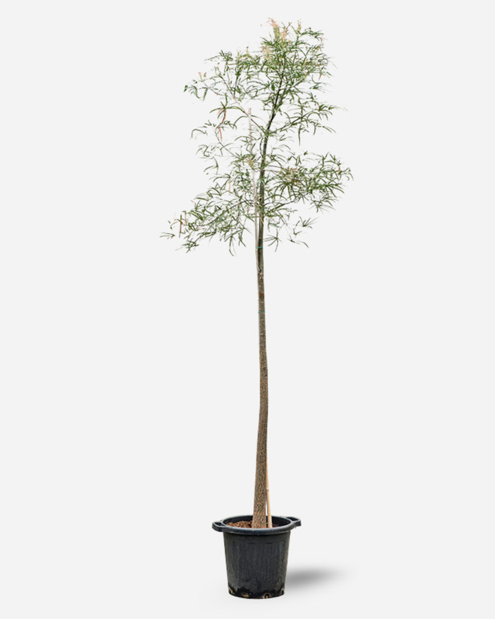 Queensland Bottle Tree