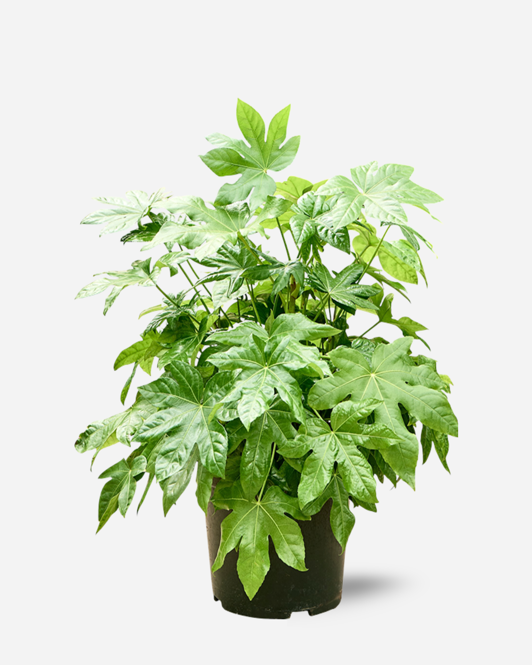 Large Fatsia japonica, castor oil plant, glossy leaves