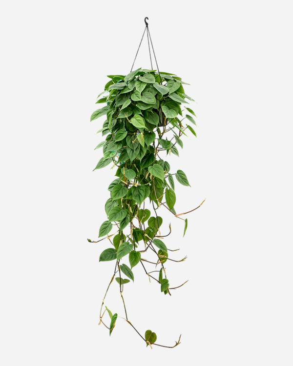 Heartleaf Philodendron