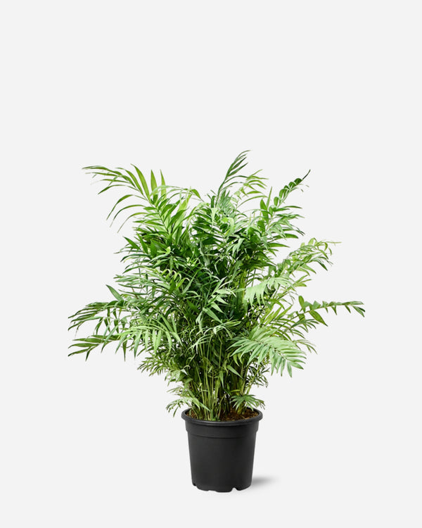 Parlour Palm