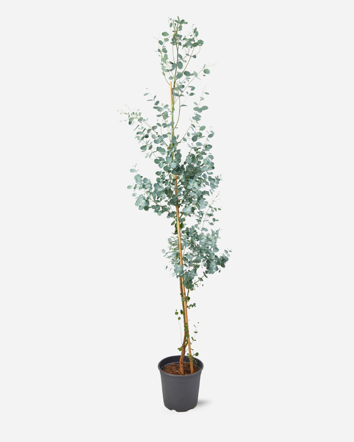 Eucalyptus Tree
