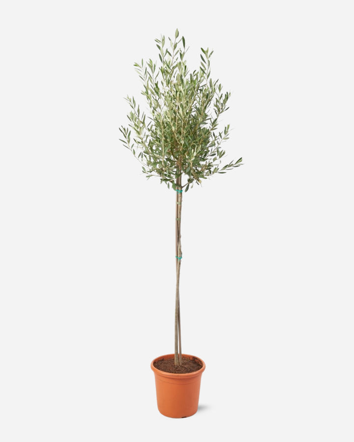 Olive Tree