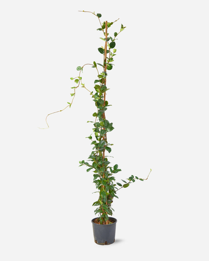 Star Jasmine Cane