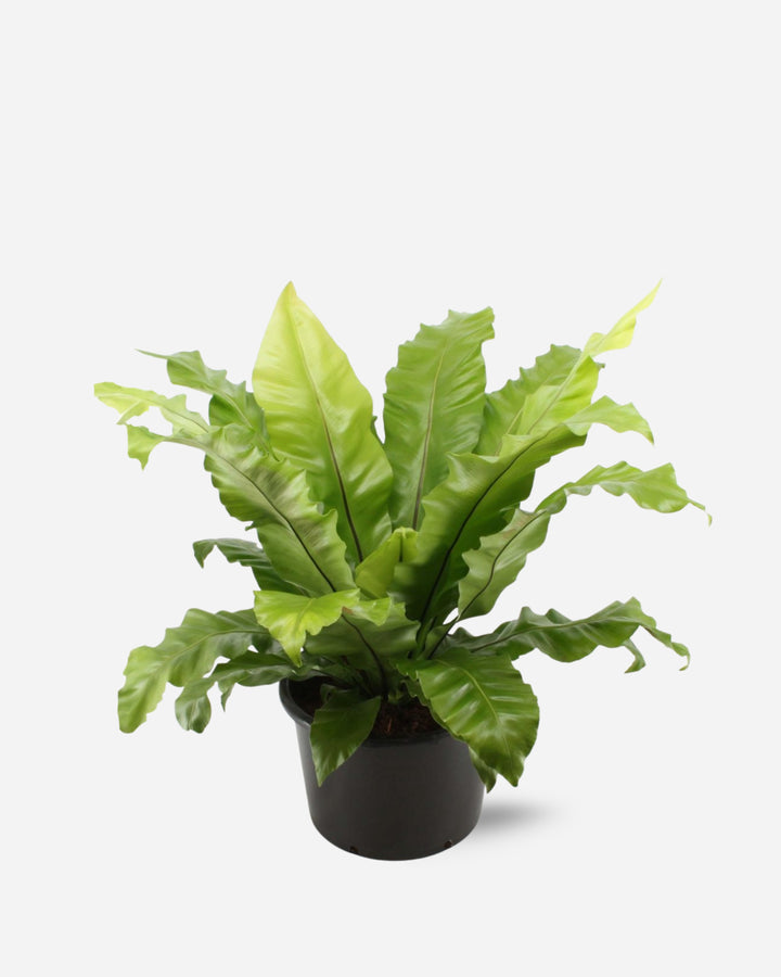 Bird's-nest Fern