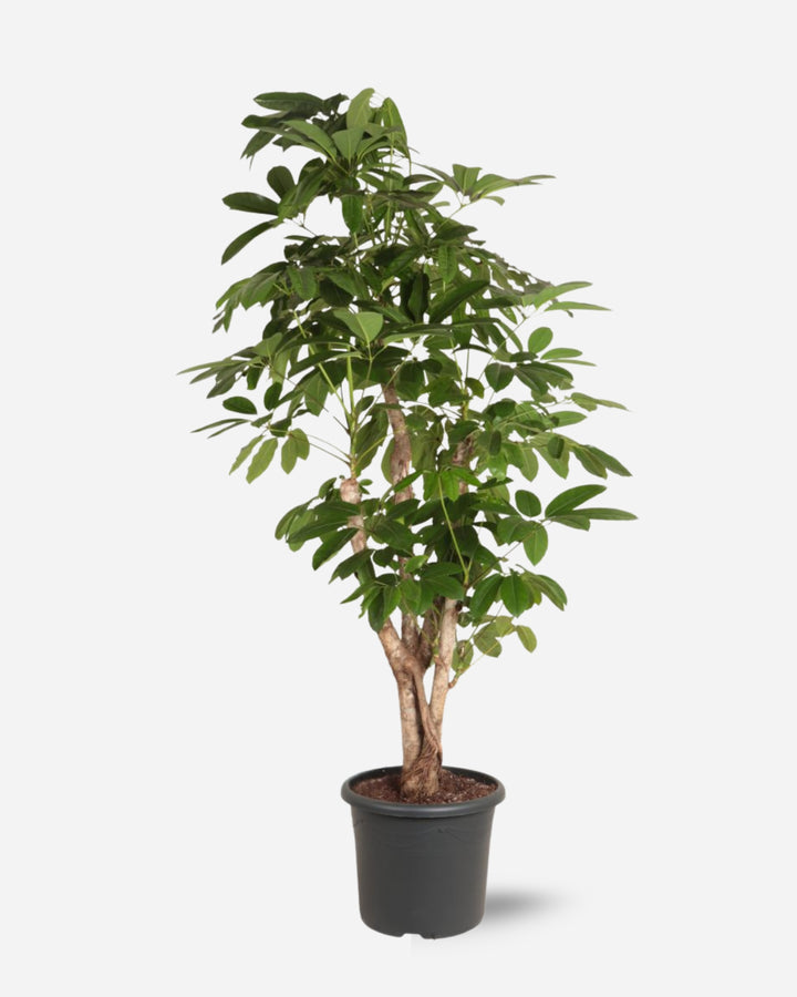 Branched Umbrella Tree