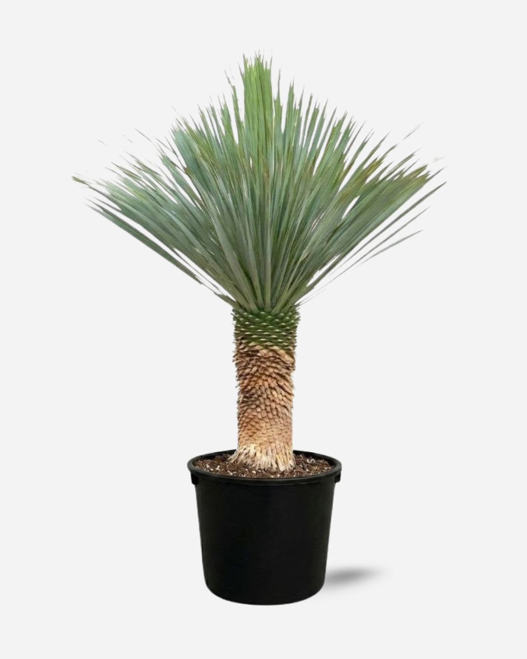 Yucca Rostrata with a silver-blue crown of fine leaves on a sculptural trunk — Plant Drop