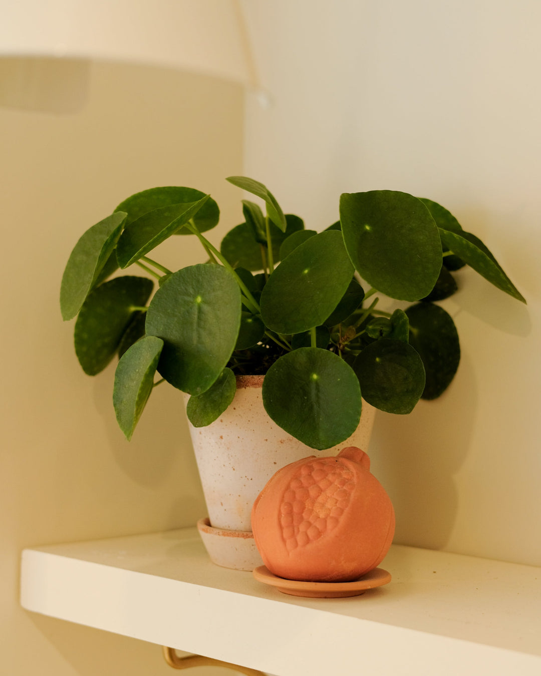 Bergs × Money Plant