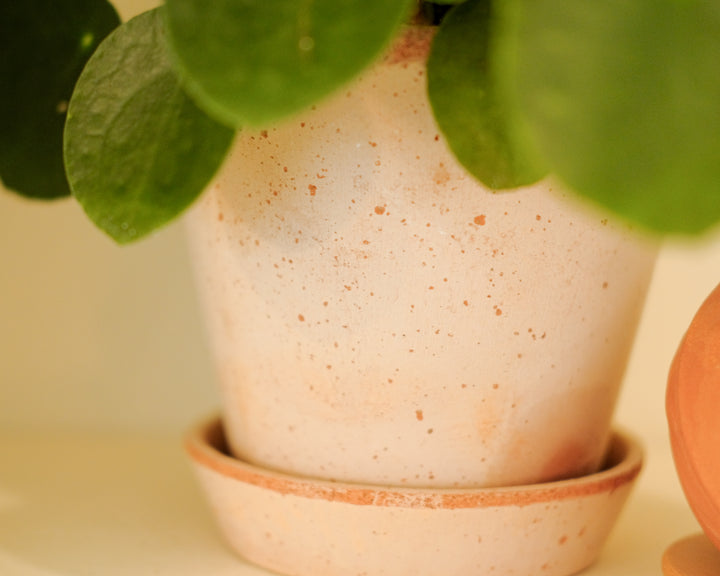 Bergs × Money Plant