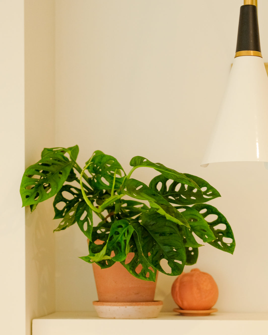 A green Monstera plant in a terracotta pot sitting on a white shelf next to a small orange decorative object, with a white and black lamp visible in the background.