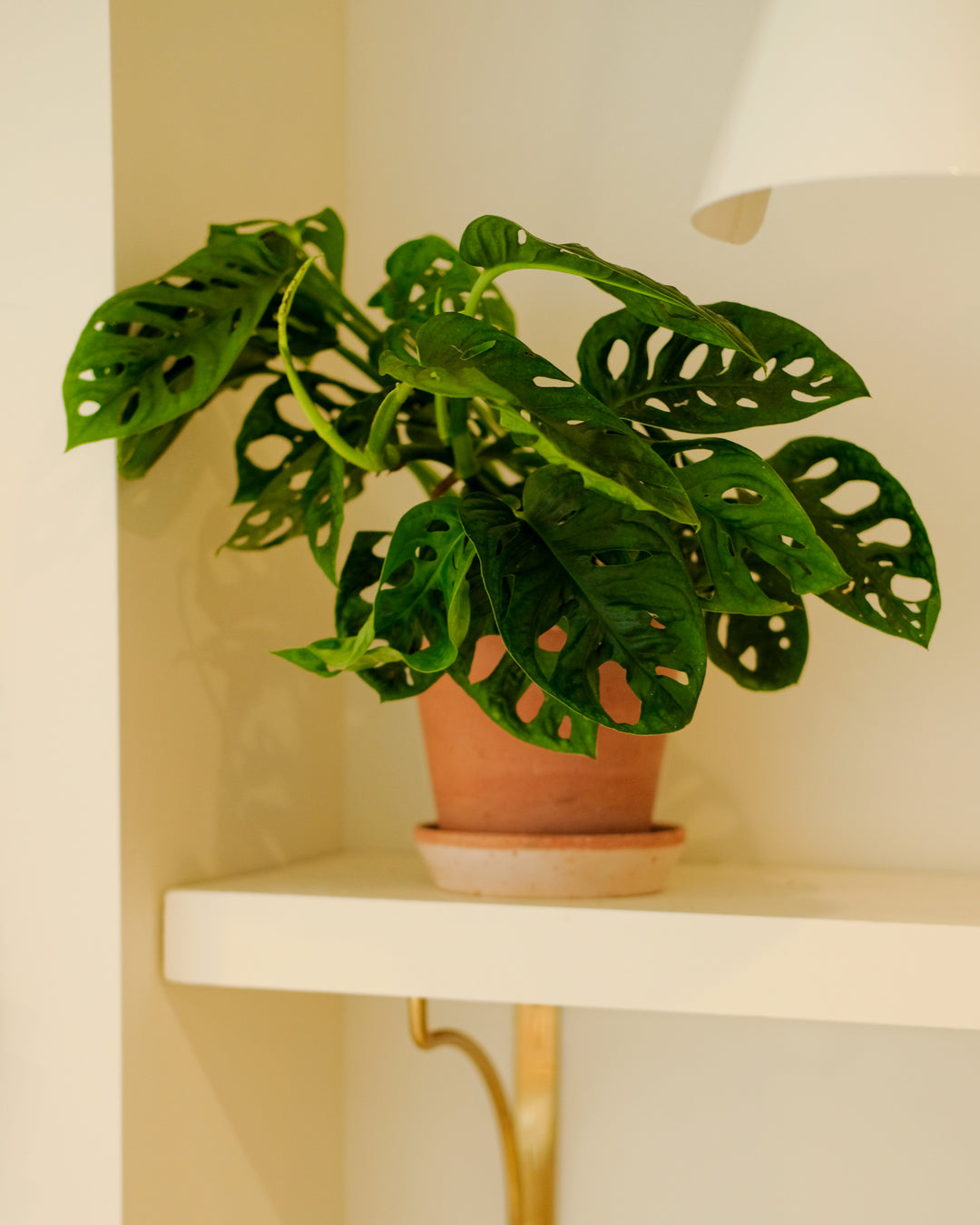 A green Monstera plant in a terracotta pot and saucer, displayed on a white shelf against a warm beige wall.