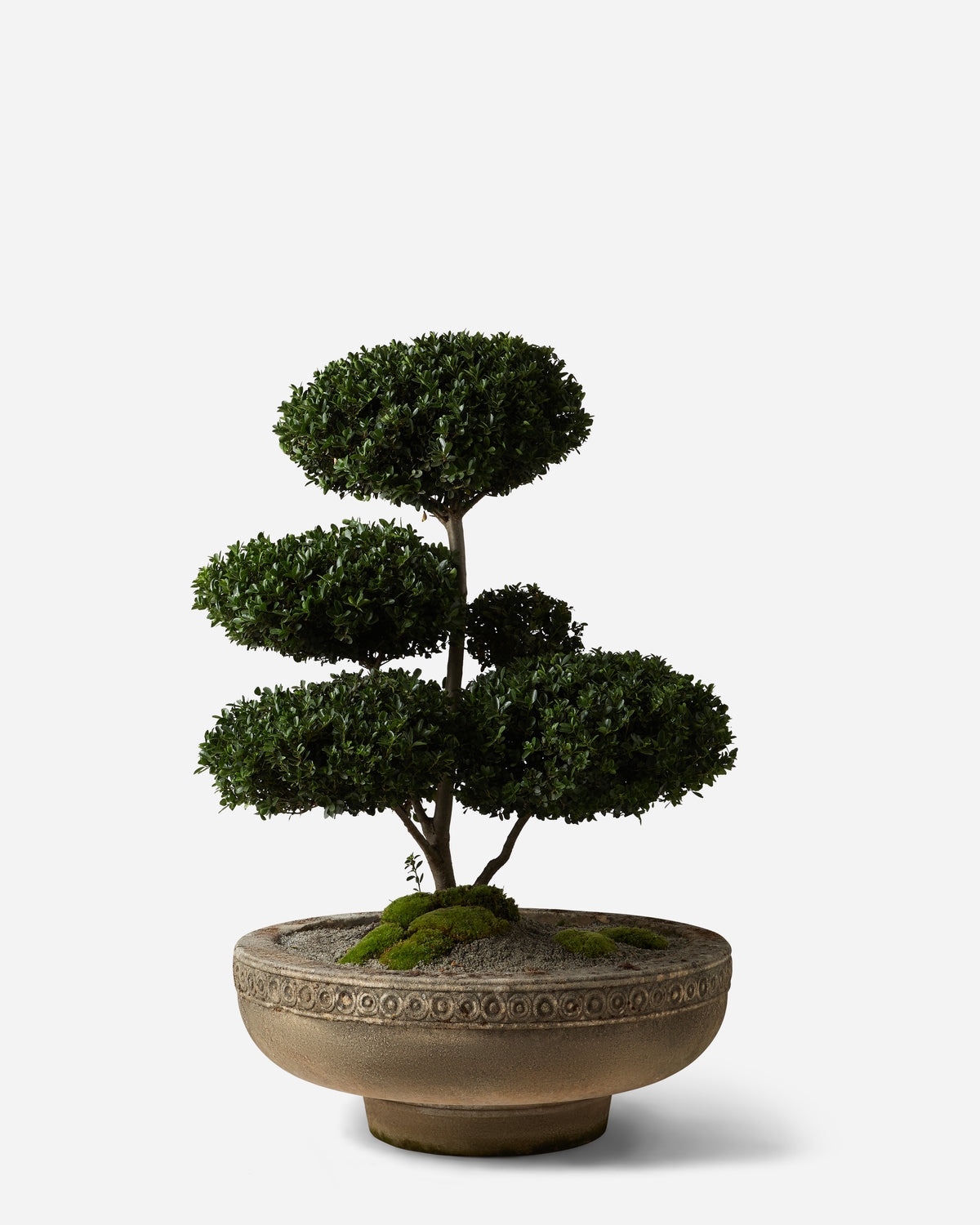 Antique Bonsai Bowl — Plant Drop Originals