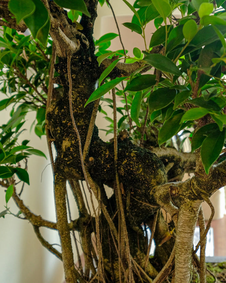 Close-up of a leafy tree or bonsai-style plant with green oval leaves, textured dark brown trunk, and hanging aerial roots against a softly blurred indoor background.