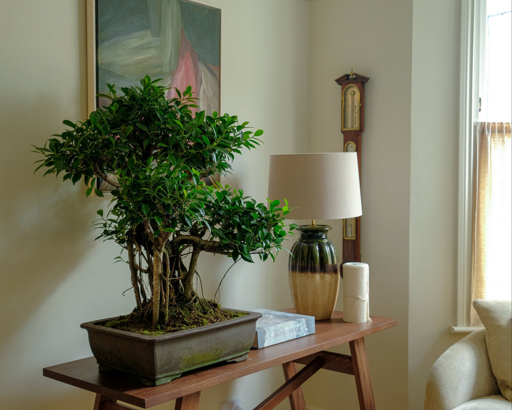 A potted bonsai tree displayed on a wooden console table in a styled interior room, alongside a table lamp, candle, painting, and a grandfather clock.