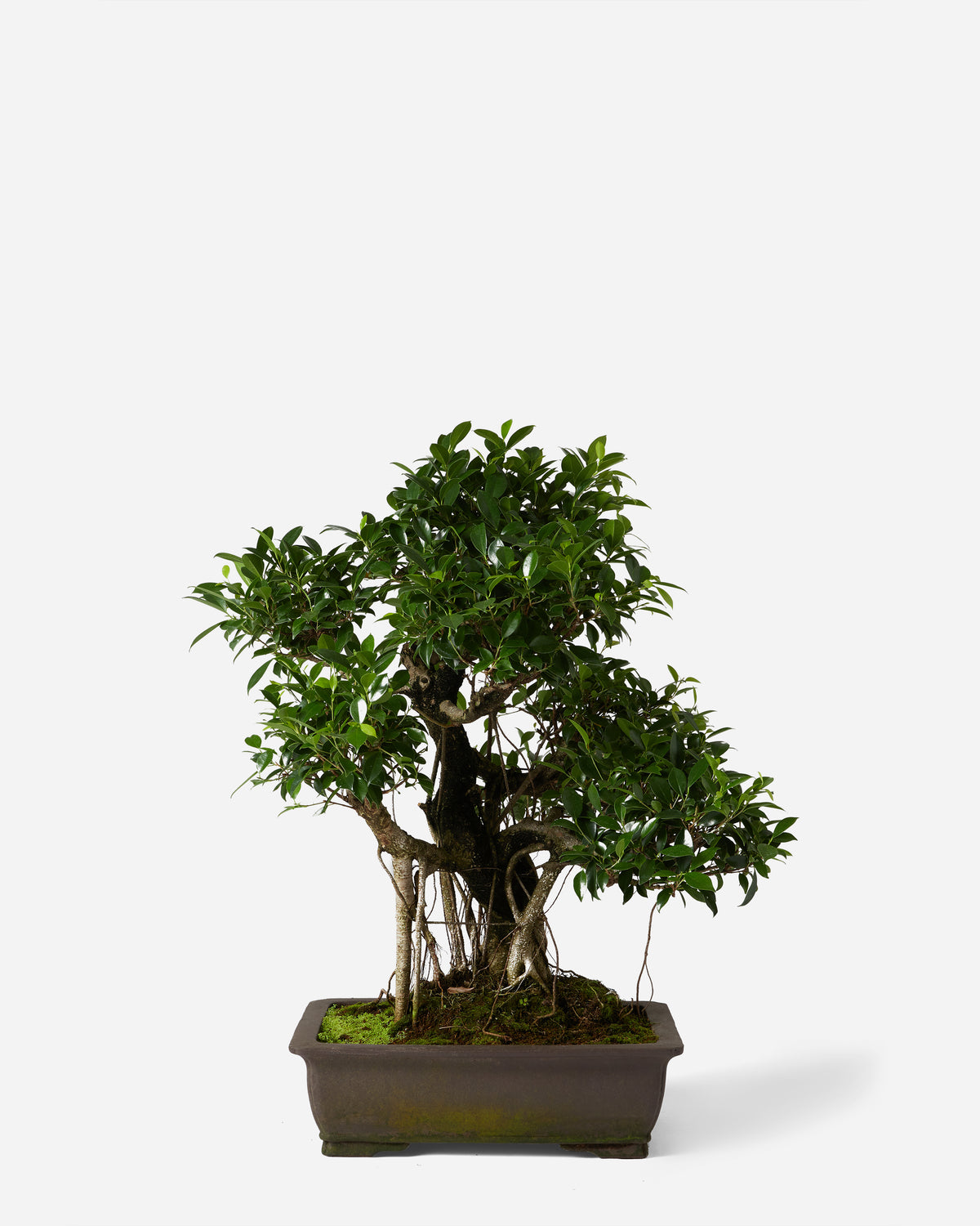 Ancient Indian Bonsai — Plant Drop Originals